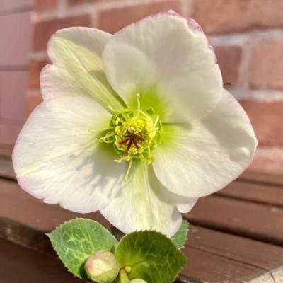 クリスマスローズ 苗のおすすめ人気商品一覧 通販 - Yahoo!ショッピング