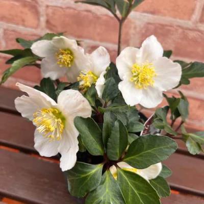 クリスマスローズ 苗のおすすめ人気商品一覧 通販 - Yahoo!ショッピング