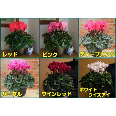 イングの森 花苗の専門店 - □シクラメン｜Yahoo!ショッピング