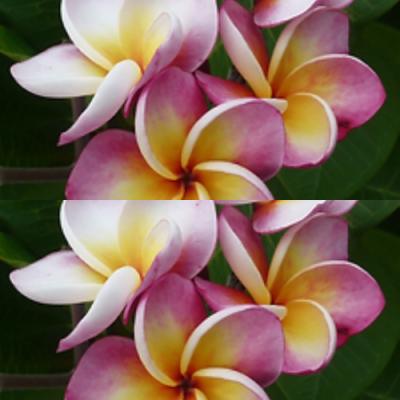 イングの森 - □プルメリア｜Yahoo!ショッピング