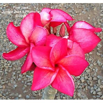 イングの森 花苗の専門店 - □プルメリア｜Yahoo!ショッピング