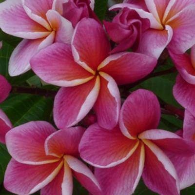イングの森 花苗の専門店 - □プルメリア｜Yahoo!ショッピング
