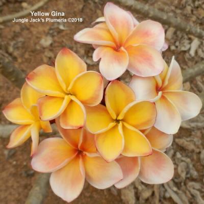 イングの森 花苗の専門店 - □プルメリア｜Yahoo!ショッピング