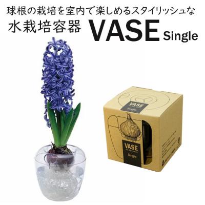ヒヤシンス 水栽培の商品一覧 通販 - Yahoo!ショッピング