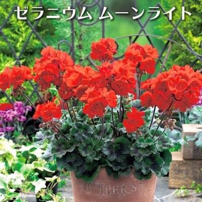 ゼラニウム 苗（花の苗）｜苗 | 花、ガーデニング の商品一覧 通販