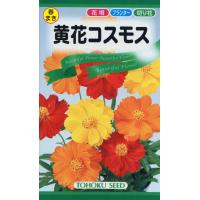 花の種 黄花コスモス ４袋まで送料７３円  優良配送はクリップポス トで送料185円 | イクナカやふー園芸用品部