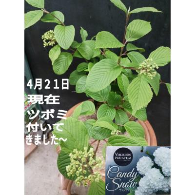オオデマリ(苗木、植木)の商品一覧 | 花、ガーデニング 通販 オオデマリ(苗木、植木)の商品一覧 | 花、ガーデニング 通販