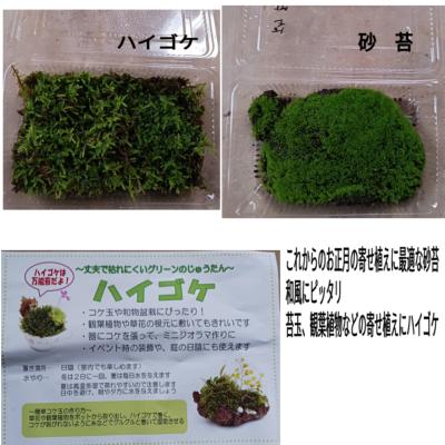 苔 ハイゴケのおすすめ人気商品一覧 通販 - Yahoo!ショッピング