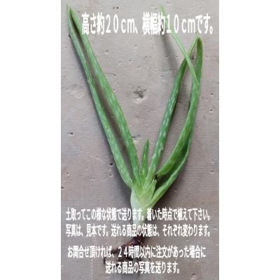 サボテン、多肉植物（サボテン、多肉植物種類：アロエ）｜花