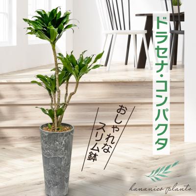 週末特価！2鉢価格！マッサンゲアナ　幸福の木　苗　苗木　8号鉢　3株植　ドラセナ 大特価！2鉢価格！マッサンゲアナ 幸福の木 苗 苗木 8号鉢 3株植