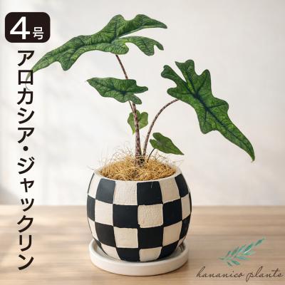 アロカシア　7種セット アロカシア 【公式通販】