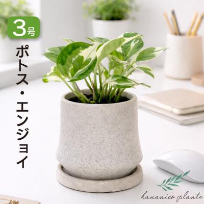ポトス エンジョイ 3号 陶器鉢付き 観葉植物 卓上サイズ ミニ観葉植物