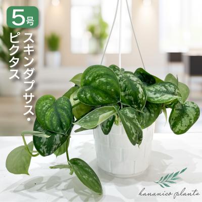 スキンダプサスのおすすめ人気商品一覧 通販 - Yahoo!ショッピング