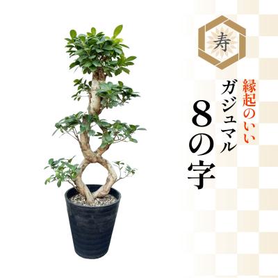 ガジュマル 曲がり（観葉植物） | 花、ガーデニング のおすすめ人気