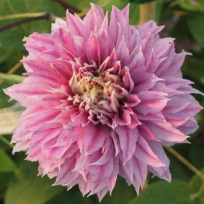 花の苗(花種類:クレマチス)|苗|花、ガーデニング 通販 花の苗(花種類:クレマチス)|苗|花、ガーデニング 通販