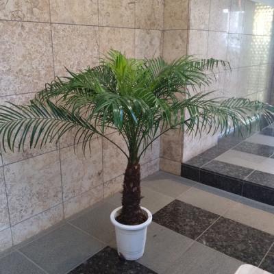 ユ*ー様 【極太】フェニックス・ロベレニー 3本立ち 葉先100cm 希少株 ユ*ー様 【極太】フェニックス・ロベレニー 3本立ち 葉先100cm