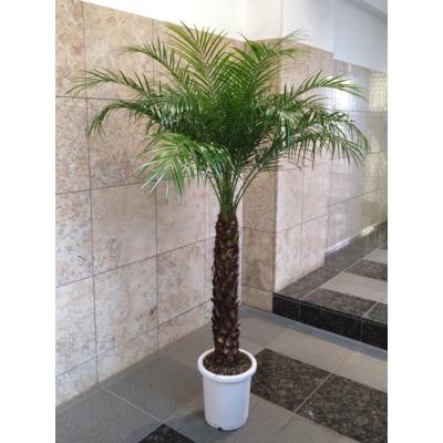 カナリーヤシのおすすめ人気商品一覧 通販 - Yahoo!ショッピング