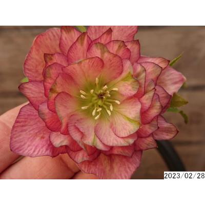 クリスマスローズ 開花株 ピエラダブル 4.5号 吉田園芸さん 現品 2025