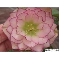 クリスマスローズ 開花株 ダブルのおすすめ人気商品一覧 通販 - Yahoo