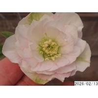 クリスマスローズ 多弁（苗） | 花、ガーデニング のおすすめ人気商品