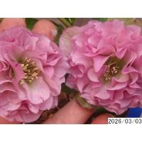 クリスマスローズ 多弁（苗） | 花、ガーデニング のおすすめ人気商品