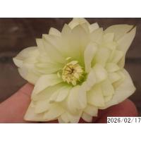 クリスマスローズ 多弁（苗） | 花、ガーデニング のおすすめ人気商品