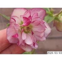 クリスマスローズ 開花株 ダブルのおすすめ人気商品一覧 通販 - Yahoo