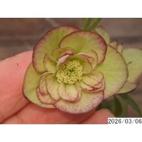 クリスマスローズ 開花株 ダブルのおすすめ人気商品一覧 通販 - Yahoo