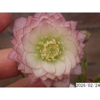 クリスマスローズ 多弁（苗） | 花、ガーデニング のおすすめ人気商品