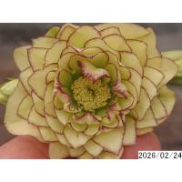 クリスマスローズ 開花株 ダブルのおすすめ人気商品一覧 通販 - Yahoo