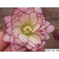 クリスマスローズ 開花株 ダブルのおすすめ人気商品一覧 通販 - Yahoo