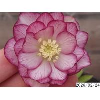 クリスマスローズ 開花株 ダブルのおすすめ人気商品一覧 通販 - Yahoo