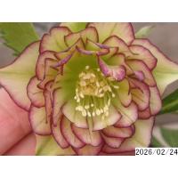 クリスマスローズ 開花株 ダブルのおすすめ人気商品一覧 通販 - Yahoo