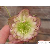 クリスマスローズ 開花株のおすすめ人気商品一覧 通販 - Yahoo