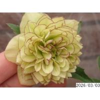 クリスマスローズ 開花株 ダブルのおすすめ人気商品一覧 通販 - Yahoo