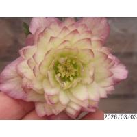 クリスマスローズ 多弁（苗） | 花、ガーデニング のおすすめ人気商品