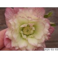 クリスマスローズ 多弁（苗） | 花、ガーデニング のおすすめ人気商品