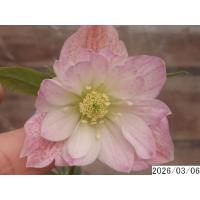 ③無農薬　八重　大苗　クリスマスローズ　苗 花無し苗3.5号 八重ダブル クリスマスローズs306022 : 花の館 ヤフー店