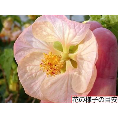 アブチロンのおすすめ人気商品一覧 通販 - Yahoo!ショッピング