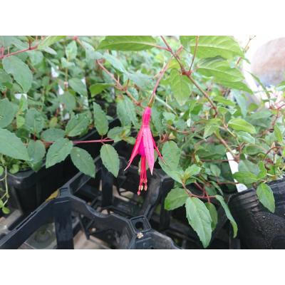 花の館 ヤフー店 - フクシア｜Yahoo!ショッピング