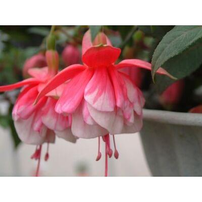 花の館 ヤフー店 - フクシア｜Yahoo!ショッピング