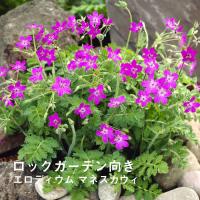 宿根草 苗 エロディウム マネスカウィ ９ｃｍロングポット バラに合う しゅっこんそう 多年草 ペレニアル | 花の大和 ヤフー店