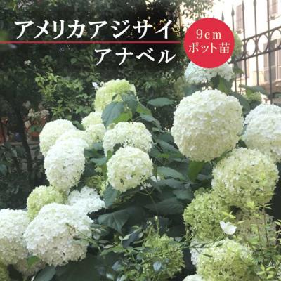 アナベル 白の商品一覧 通販 - Yahoo!ショッピング