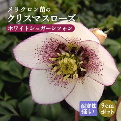 クリスマスローズ(花、ガーデニング)の商品一覧 通販 - Yahoo クリスマスローズ(花、ガーデニング)の商品一覧 通販 - Yahoo