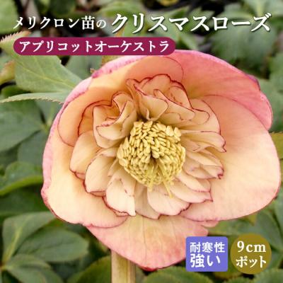 クリスマスローズ(花、ガーデニング)の商品一覧 通販 - Yahoo クリスマスローズ(花、ガーデニング)の商品一覧 通販 - Yahoo