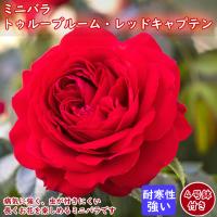 ミニバラ トゥルーブルーム レッドキャプテン4号鉢付き バラ 苗 ローズ バラ苗 薔薇 四季咲き rose 連続開花 ガーデニング 園芸 上品 病気に強い 虫がつきにくい | 花の大和 ヤフー店