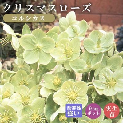 クリスマスローズ 苗(花の苗)の商品一覧|苗 | 花 クリスマスローズ 苗(花の苗)の商品一覧|苗 | 花