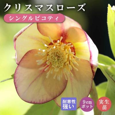 クリスマスローズ 苗(花の苗)の商品一覧|苗 | 花 クリスマスローズ 苗(花の苗)の商品一覧|苗 | 花