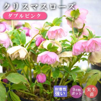 クリスマスローズ 苗(花の苗)の商品一覧|苗 | 花 クリスマスローズ 苗(花の苗)の商品一覧|苗 | 花