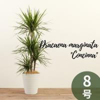 ドラセナ コンシンネ ８号すてきな白カバー 木チップ付 観葉植物 